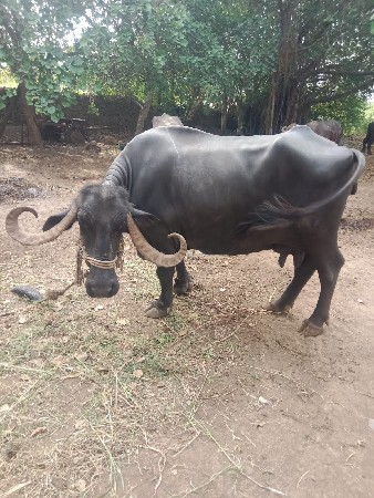 bhesu vecvani se