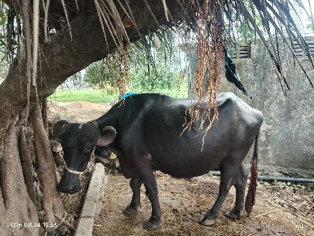 ભેંસ વેચવાની છે
