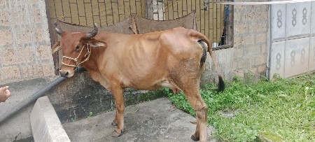 ગાય વેચવાની છે ક્રોસ