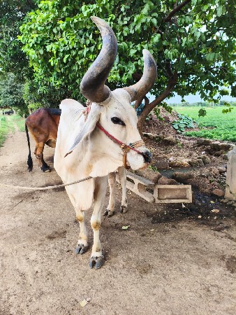 3 ધર હાલેલ ડાબી યાર બડદ