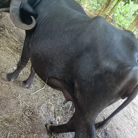 ભેંશ વેચવાની છે