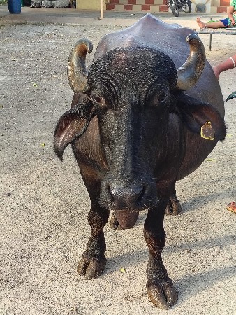 ભેંશ વેશવાની શે