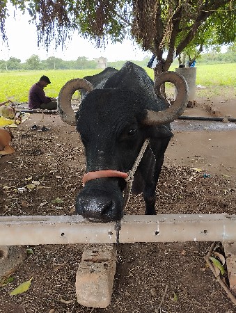 આ ભેંશ વેંચવા ની છે