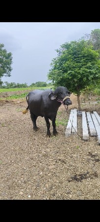 જાફરાબાદી ભેંસ વેચવા ની છે