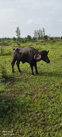 પાડો વેચવાનો છે