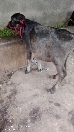 પાડી વેચવાની છે