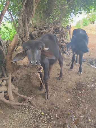આ બે પાડી વેચવાનીછે