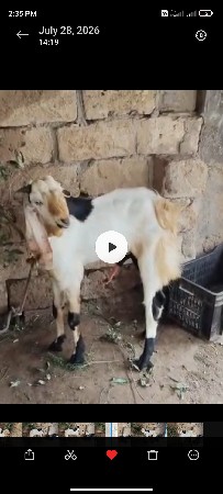 KIMAT MAA FERFAR NAYTHAY