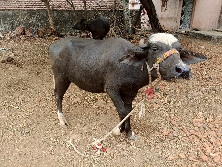 બે પાડીયુ વેચવાની છે