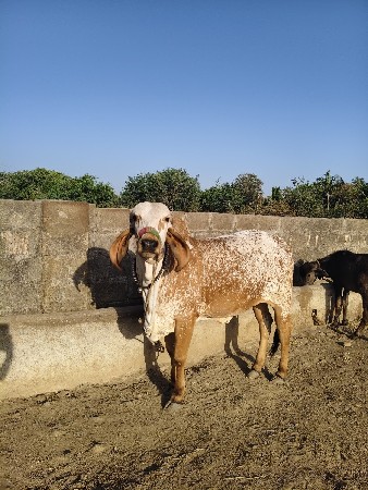 hodki vechvani se
