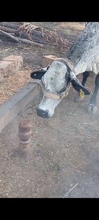 વેચવાની છે