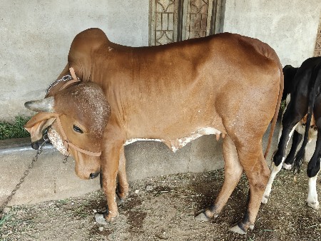 ગીર હોડકી પેલું વેતર