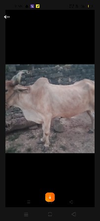 બળદ દેવાનો છે