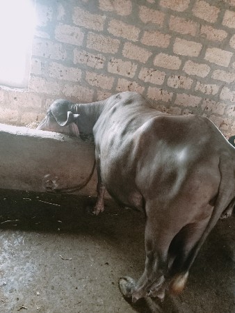 ખડેલીવેશવાનીશે