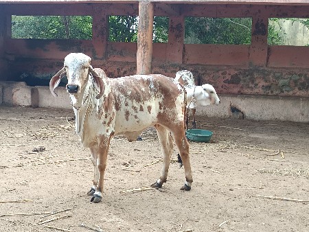 ગીર વાછડી