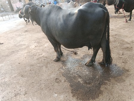 5 મુ વેતર વાયહે