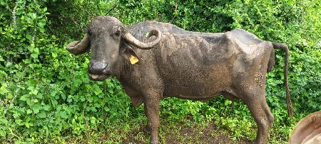 ભેંસ વેસવાની સે
