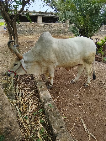બળદ વેચવાનો છે