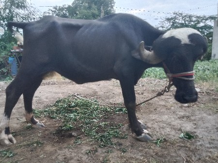 3 વરસની પાડી છે