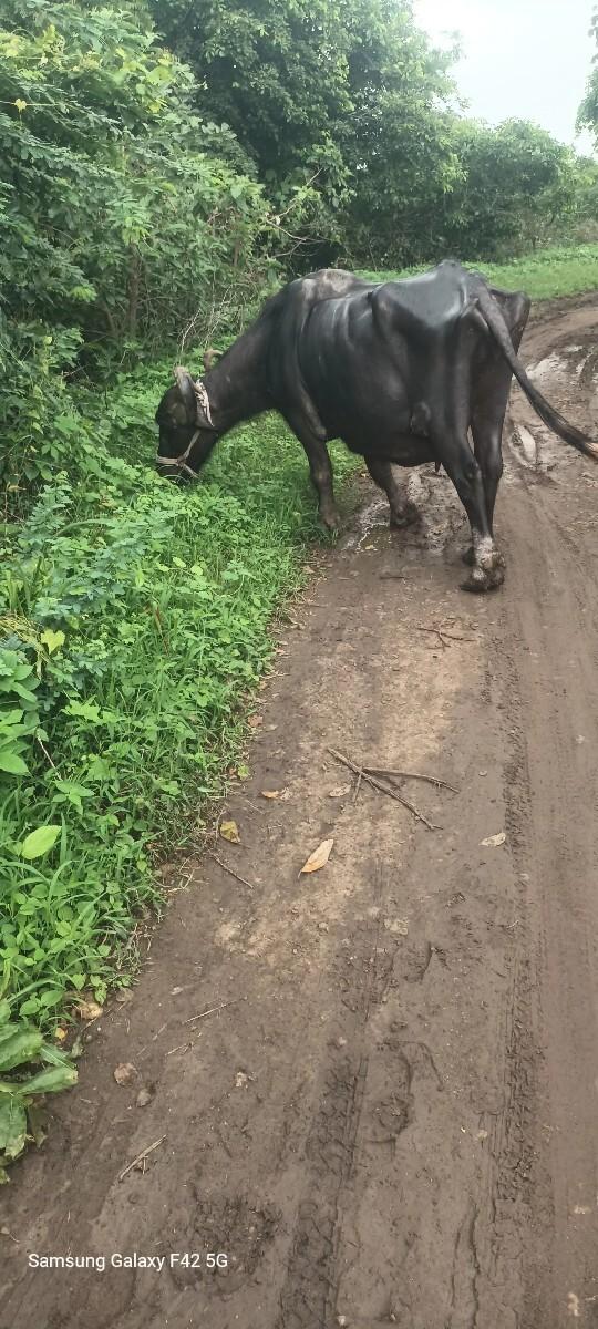 ભેસ વેસવાનછે