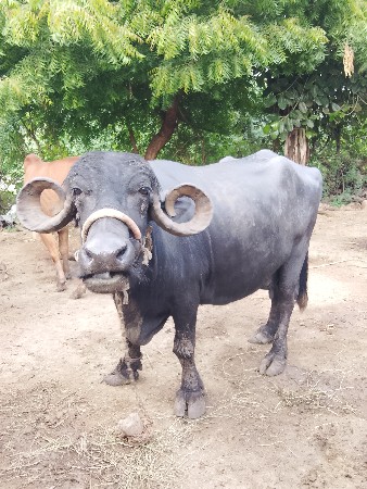 ભેંસ વેચવાની સે