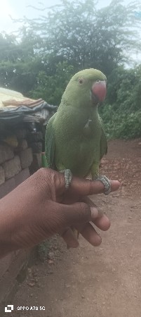Mahindra Khodiyar kardipur