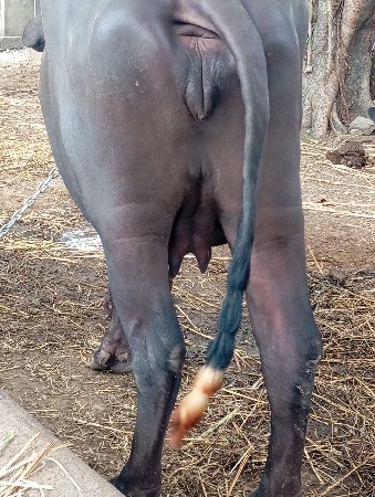 ખડેલી વેચવાની છે