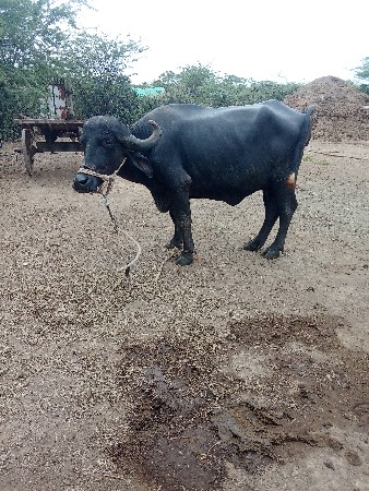 ખડેલી વેચવાની છે