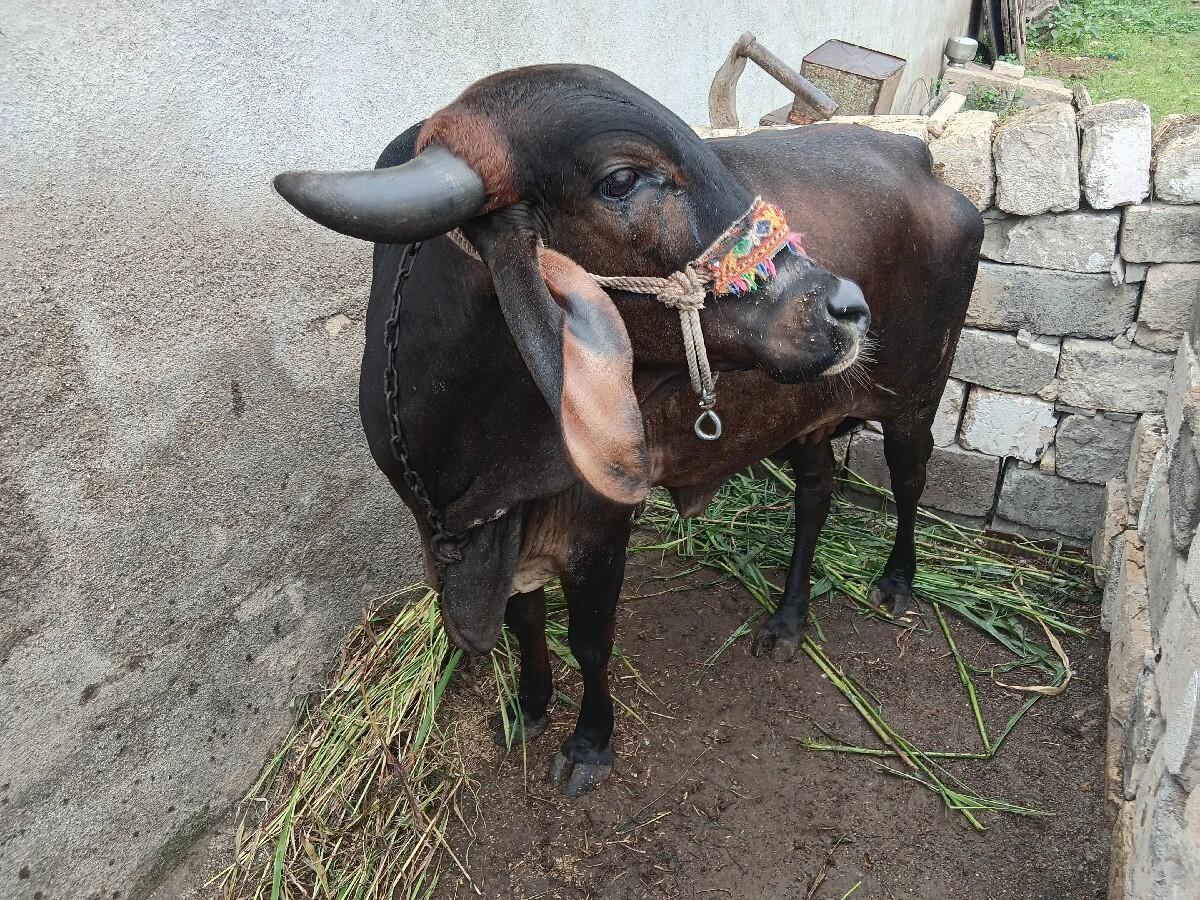 વેચવાની