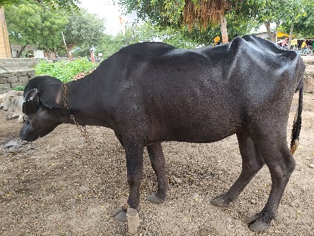 ભેંસ વેચવાની છે