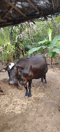 ગાય દેવાની સે