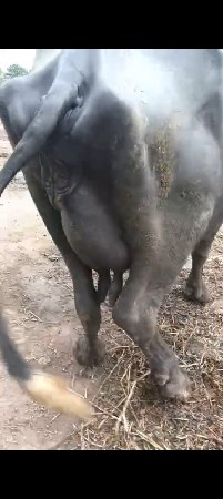 ભેંશ વેચવાની છે 4 થુ વેતર