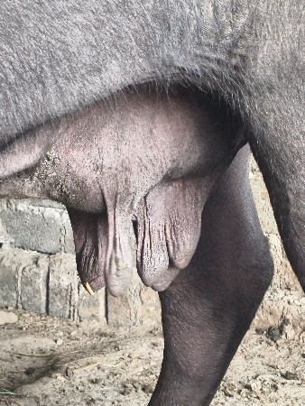 ભેંસ વેચવાની છે