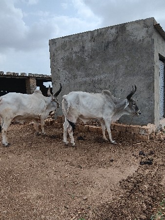 ગોઢલા વેચવાના છે