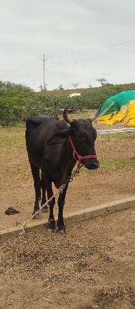 ત્રણ ગાય વેચવાની છે