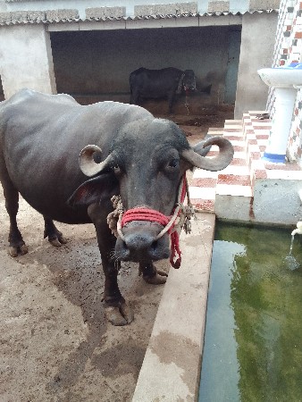 ભેંસ વેચવાની છે