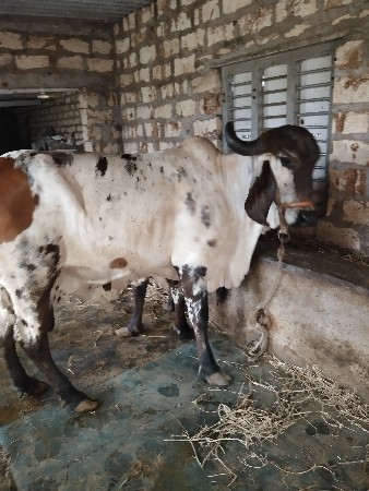 બંને ગાય વેચવાની