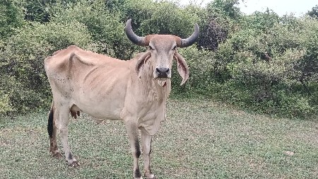 ગાય