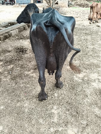 ભેંસ વેચવાની છે વેતર 3 છે