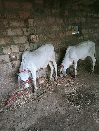 વાછડા