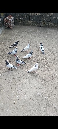 કબુતર વેચવા  કા સાટા પાડવા