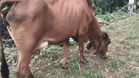 બે વેતર બે દિવસની વીહાનેલ છે