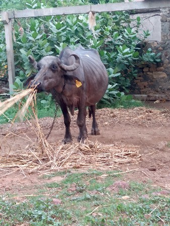 ભેંસ