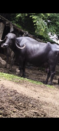 ભેંસ વેચવાની છે