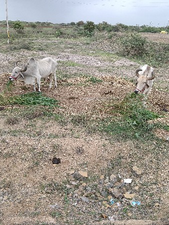 આ બળદ વેચવાના છે