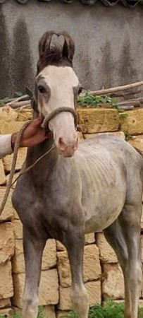 vachero vecvano che