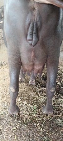 ભેંસ વેચવાની છે