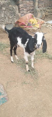 bakri vechvani che