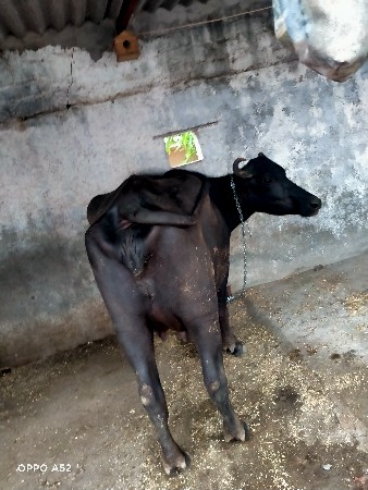 આ ભેસ વેચાવ સે
