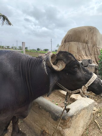 ભેસ વેચવાની છે ત્રીજુ વેતર